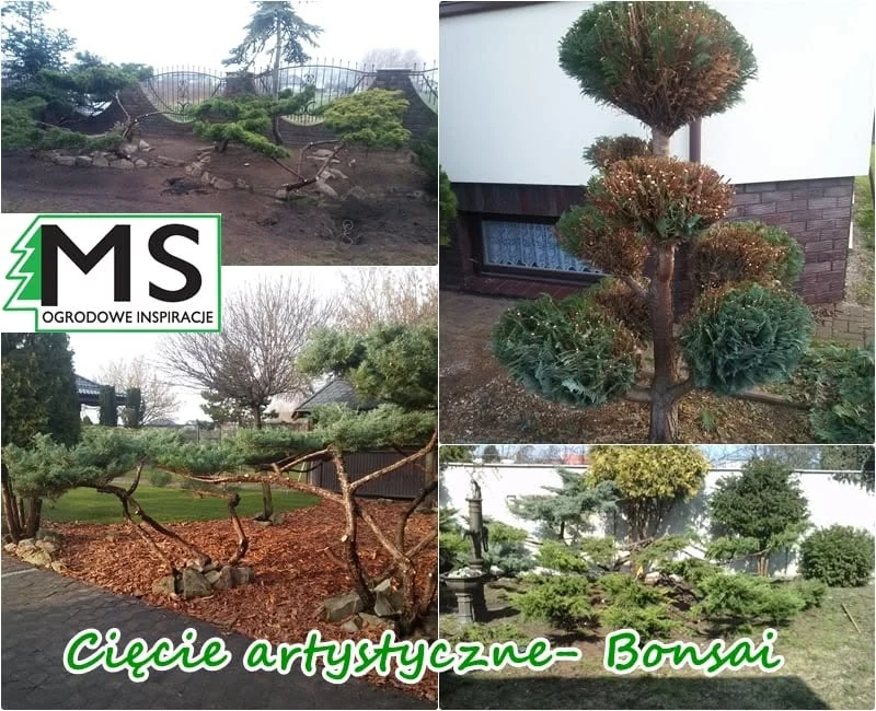 Cięcie artystyczne drzew i ogrody w stylu bonsai wykonane przez MS Ogrodowe Inspiracje
